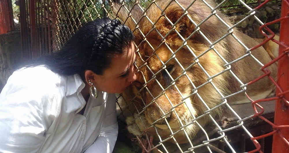 El león Zimba y otros animales que se habrían salvado de la eutanasia en Cali