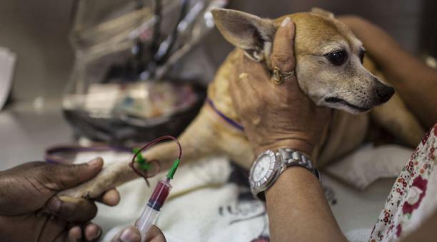 Razones para practicar la eutanasia a un perro
