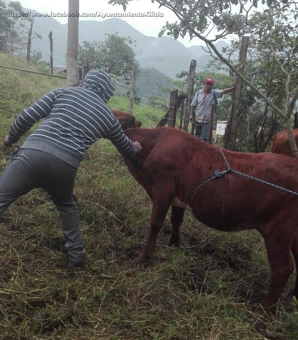 Arranca Campaña de Vacunación  Contra Rabia Paralítica y Areteo.