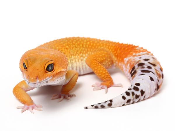 LOS GECKOS, UN ANIMAL SUPER CURIOSO Y FACIL DE CUIDAR.