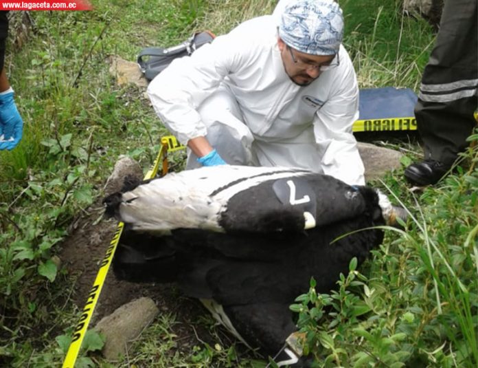 Muerte de un cóndor andino sería por posible envenenamiento
