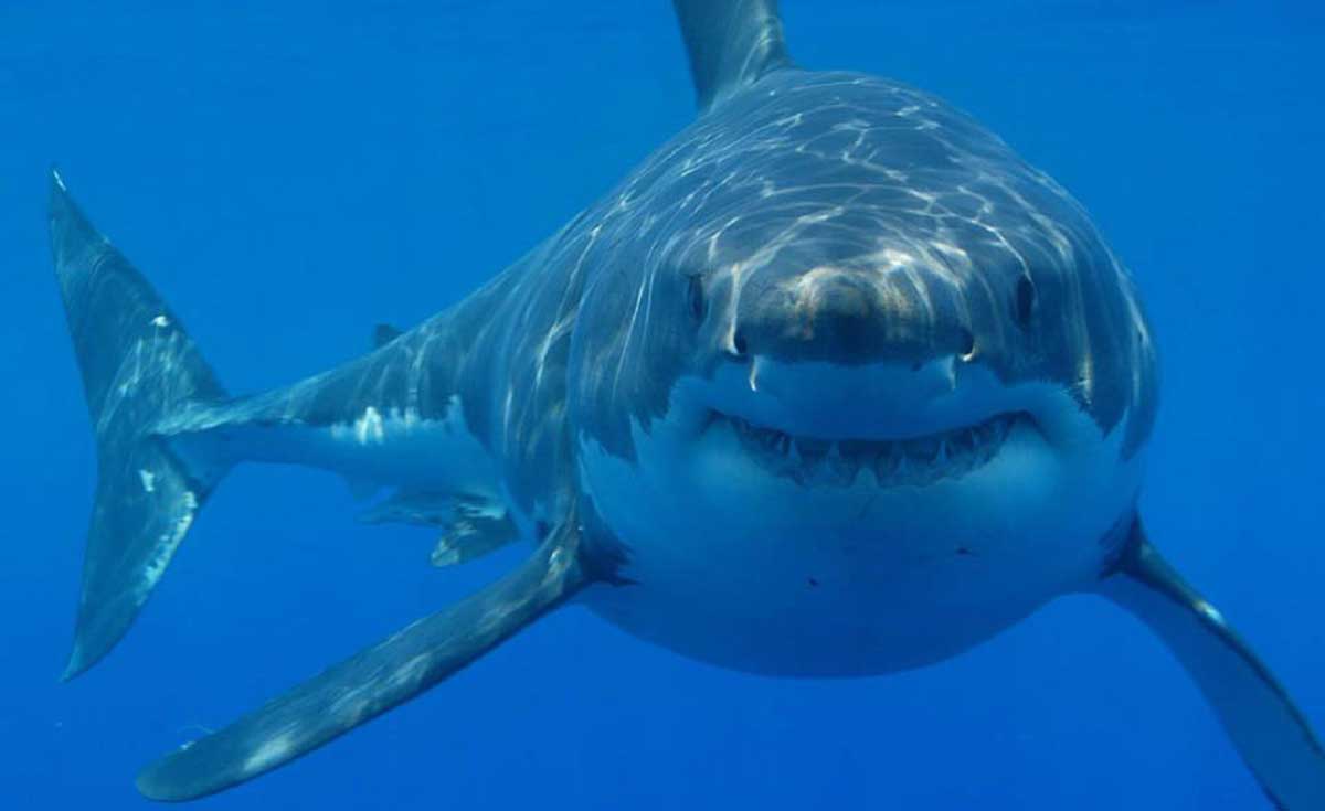 Los 3 tiburones más grandes del océano