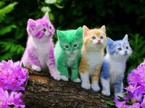 El maltrato de los gatos