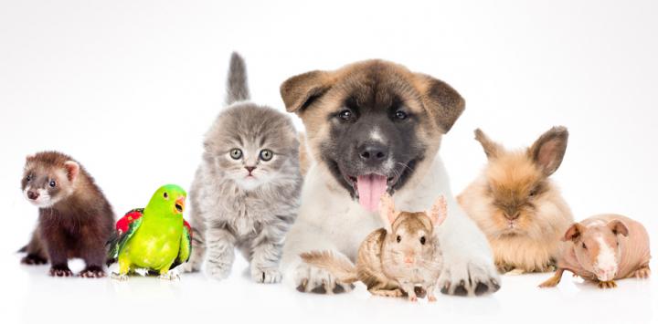 las mascotas de catis
