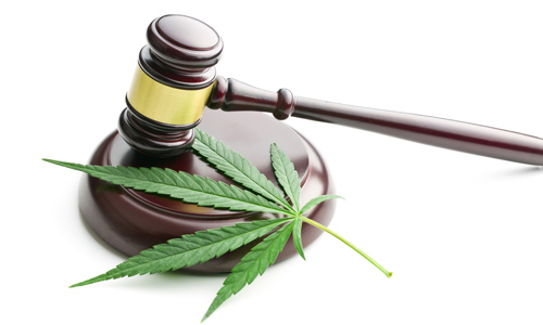 Xalapa en busca de la legalización de la Marihuana 