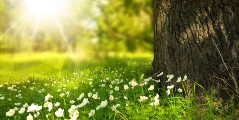 "No juzgues cada día por la cosecha que recoges, sino por las semillas que plantas", Robert Louis Stevenson