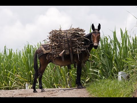 La caña de azúcar :¿El oro dulce?