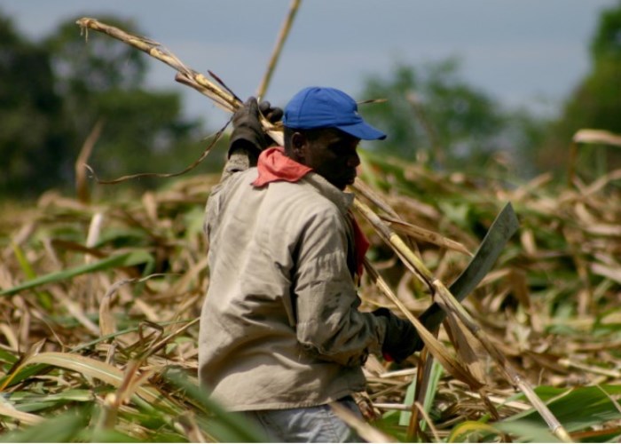 Productores de Santander caña de azúcar 