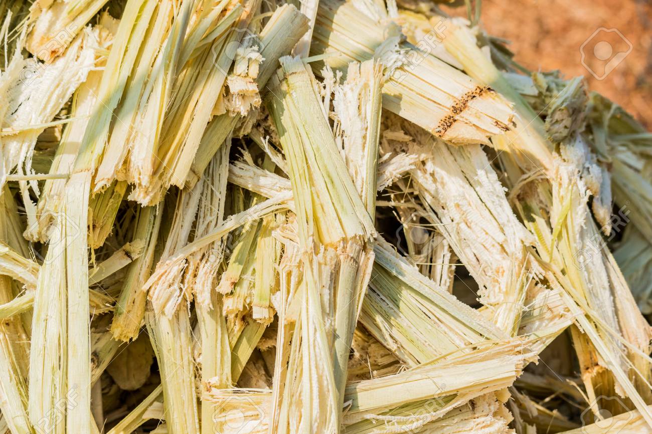  RESIDUOS DE LA CAÑA DE AZÚCAR PARA PRODUCIR PAPEL RECICLADO, PELÍCULAS Y GELES