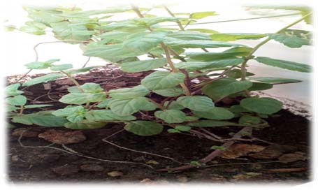 Plantas medicinales