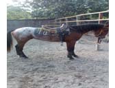 El  caballo es una herramienta básica para el jinete y su entorno