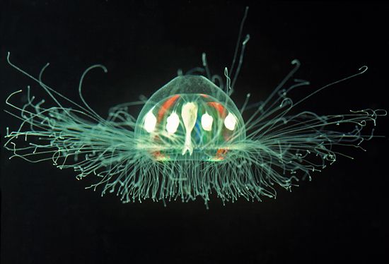 La fascinante vida de las medusas.