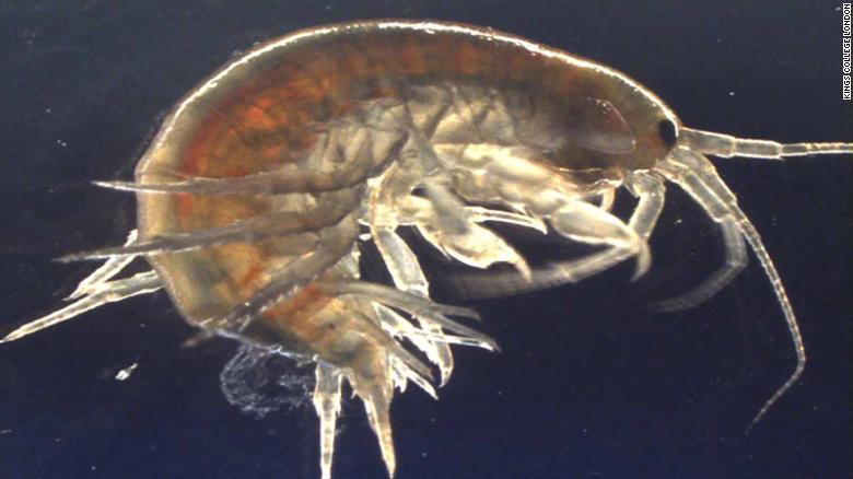 Científicos encuentran rastros de cocaína en camarones del Reino Unido