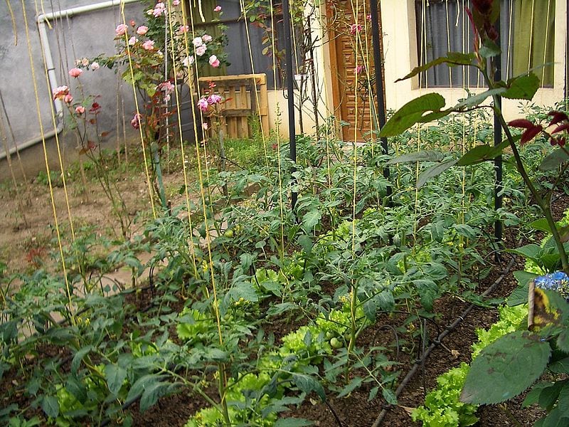 NUESTRA HUERTA