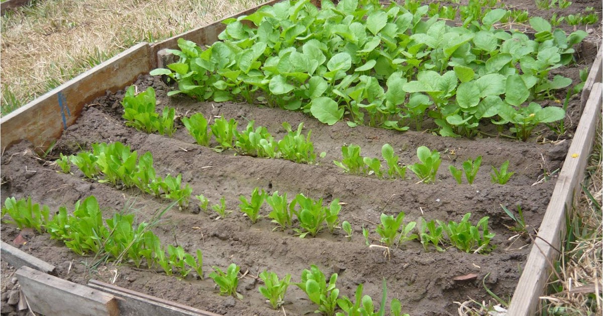 PASOS PARA TENER UNA HUERTA CASERA