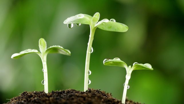 
Projecting the Home Garden