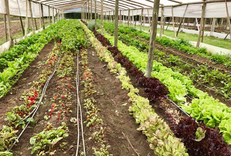 HUERTA