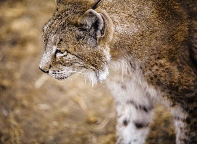 La protección de los linces se va al carajo