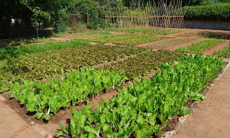 Textura y ph en la huerta