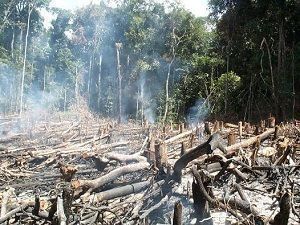 HUMANITY DAMAGES LITTLE TO LITTLE TREES