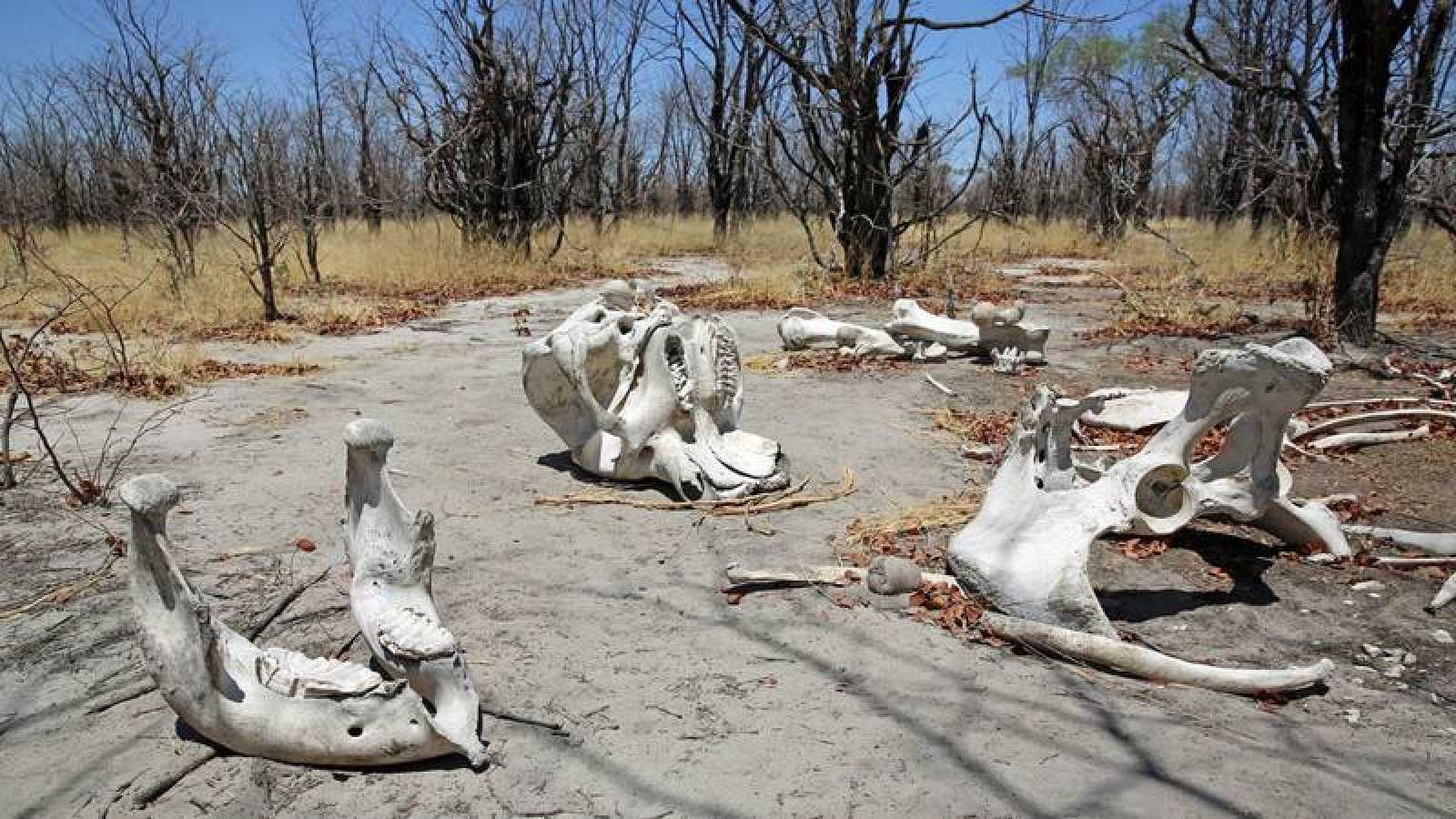 COLOMBIA Y SUS ANIMALES EN EXTINCIÓN¡
