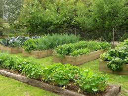 School Garden