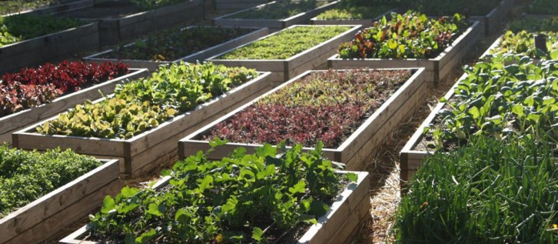 NUESTRA HUERTA ESCOLAR 