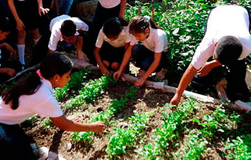 School Garden