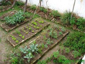 Como Cuidar Huerta Casera O Escolar