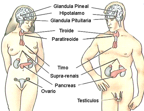 Enfermedades del sistema endocrino 