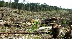 Deforestación: Causas y Consecuencias.