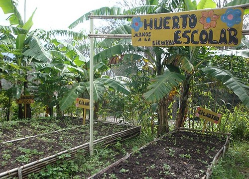 TRABAJO ESCOLAR EN LA HUERTA DEL COLEGIO SAN IGNACIO