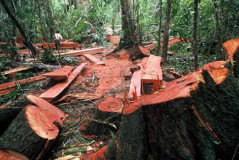 TALAS DE ARBOLES 
