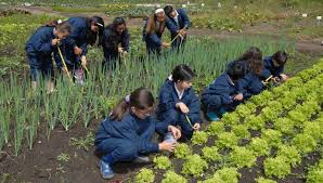 HUERTA ESCOLAR 