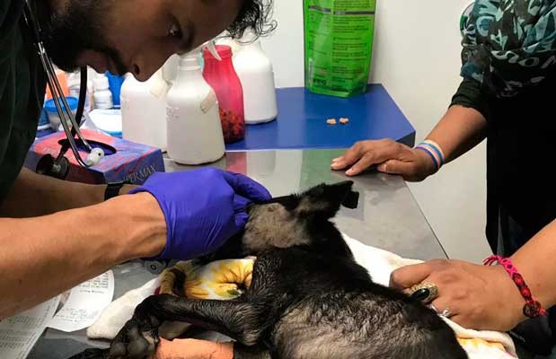 Mueren alrededor de 24 perros en Quito
