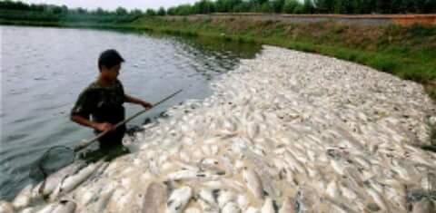 Globalización del pescado: el océano se vacía