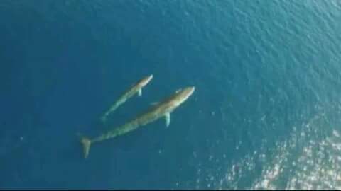 El segundo animal más grande del mundo, frente a la costa de Cataluña