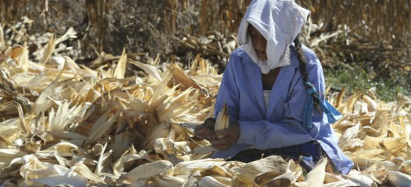 El TLC y la destrucción de la economía mexicana