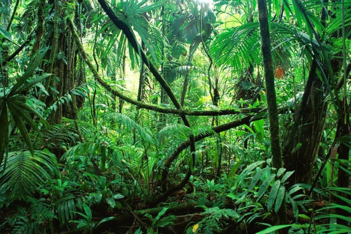 Medio Ambiente