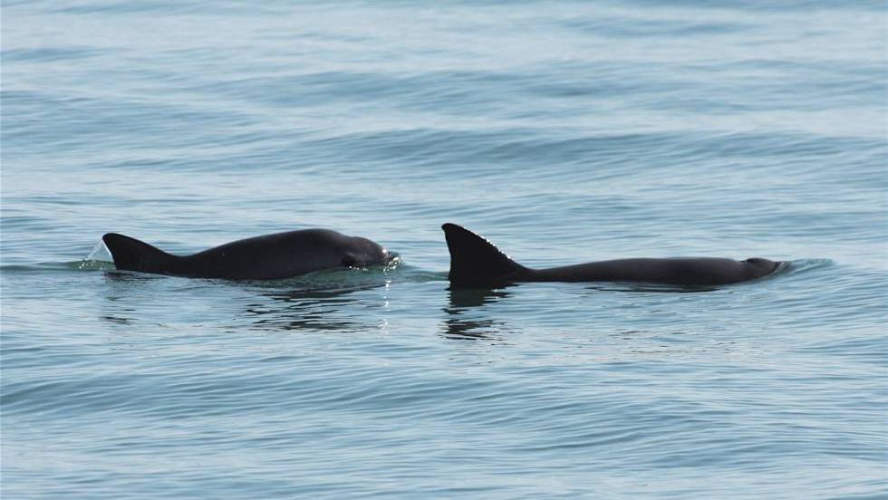 El silencio de las últimas vaquitas marinas