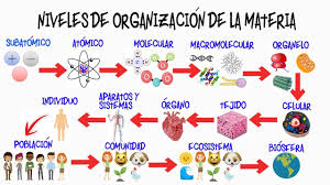 NIVELES DE ORGANIZACIÓN DE LA MATERIA 