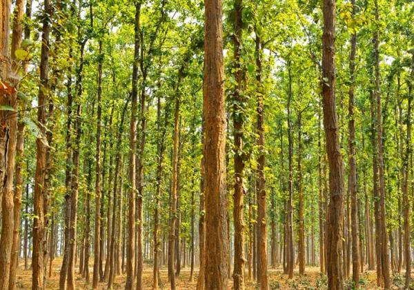 ¡nuestros bosques están de vuelta