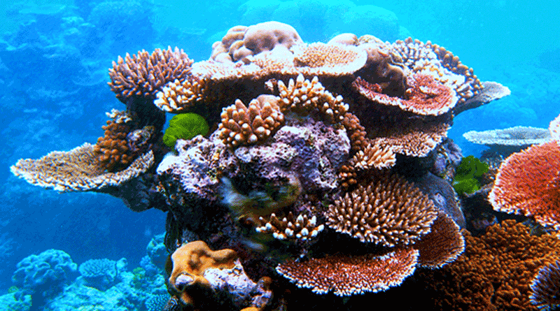 Praderas marinas del Triángulo de Coral se deterioran rápidamente