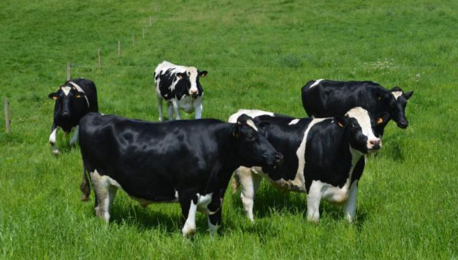 Se ha descubierto nuevo virus en las vacas que podría afectar la salud de los consumidores 