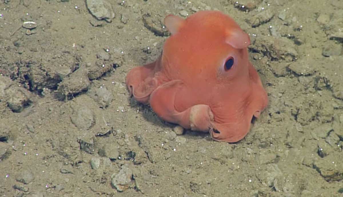 EL PULPO MAS TIERNO DEL MUNDO 