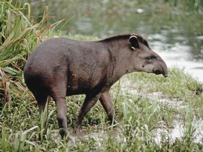 SE DESCUBRE UNA NUEVA ESPECIE 