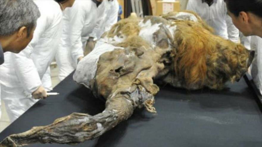 Encuentran en Siberia un mamut enano congelado en perfecto estado