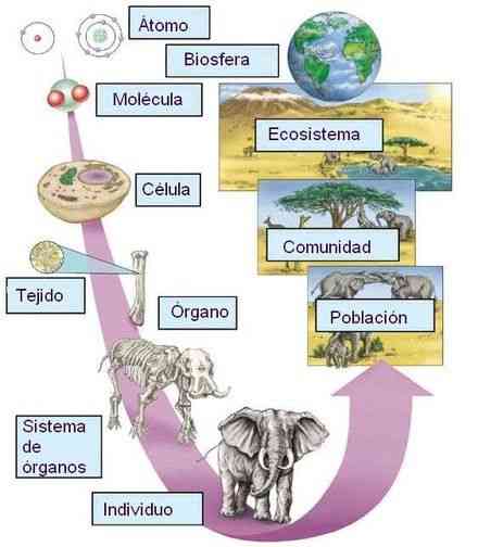 Niveles de organización de la materia