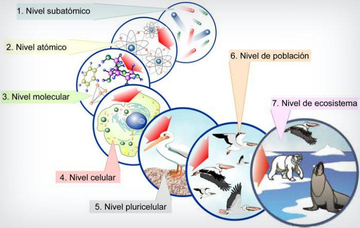 ¿Conoces cómo se clasifican los niveles de la organización de la materia?