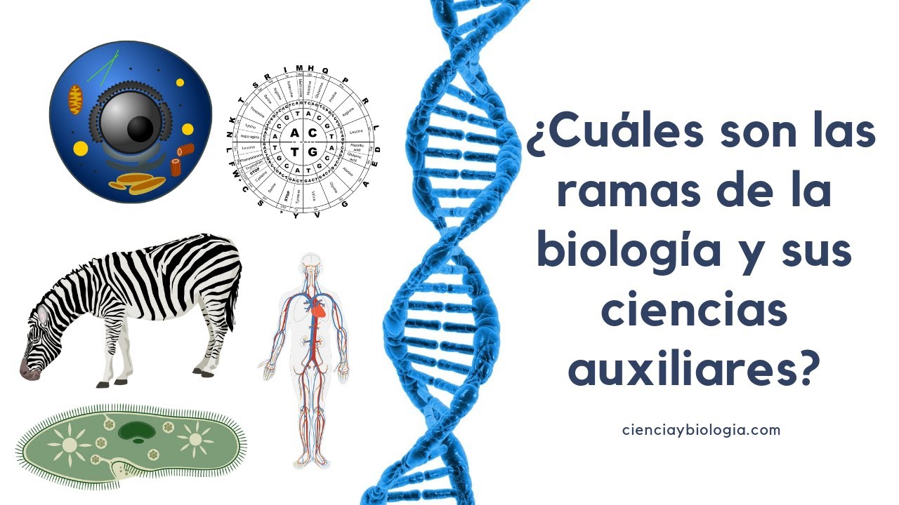 ¿Cuales son las ramas de la biología y sus ciencias auxiliares?